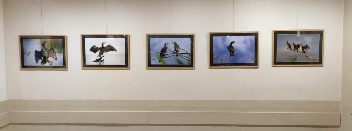 Wystawa fotografii pt. &quot;Ptaszory&quot; autorstwa Ziemowita Kalkowskiego.