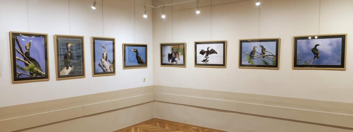 Wystawa fotografii pt. &quot;Ptaszory&quot; autorstwa Ziemowita Kalkowskiego.